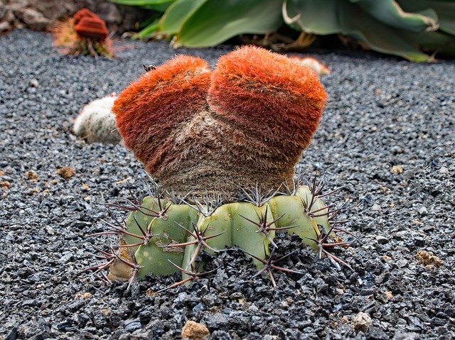 Jardin de cactus près de Lanzarote