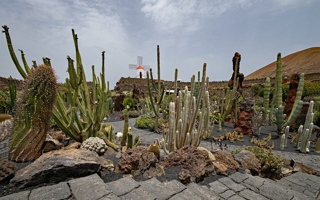 jardin-de-cactus