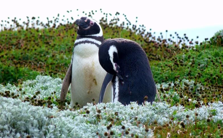 Pingouins sur Punta Arenas